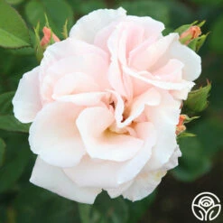 Everest Double Fragrance™ -HEIRLOOM ROSES Sales everest double fragrance 13