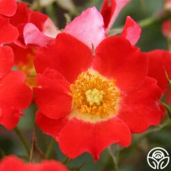 Eyepaint® -HEIRLOOM ROSES Sales eyepaint 2