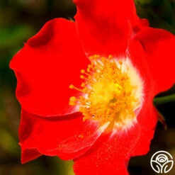 Eyepaint® -HEIRLOOM ROSES Sales eyepaint 3