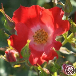 Eyepaint® -HEIRLOOM ROSES Sales eyepaint 4