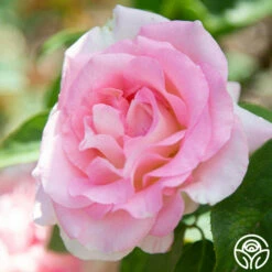 Falling In Love™ -HEIRLOOM ROSES Sales falling in love 116