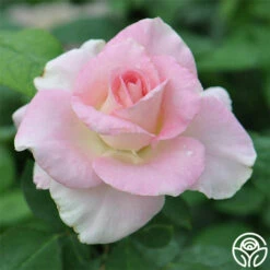 Falling In Love™ -HEIRLOOM ROSES Sales falling in love 2