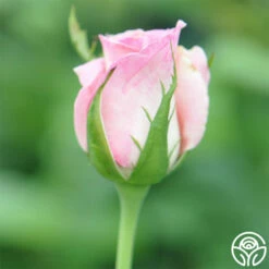 Falling In Love™ -HEIRLOOM ROSES Sales falling in love 3 2