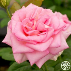 Falling In Love™ -HEIRLOOM ROSES Sales falling in love 4 1