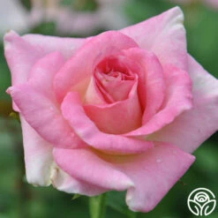 Falling In Love™ -HEIRLOOM ROSES Sales falling in love 5 1