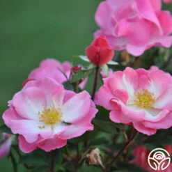 Fashion Statement™ -HEIRLOOM ROSES Sales fashion statement 2 8