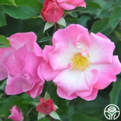 Fashion Statement™ -HEIRLOOM ROSES Sales fashion statement 4 8