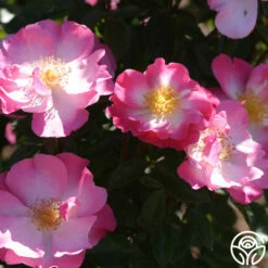 Fashion Statement™ -HEIRLOOM ROSES Sales fashion statement 5 8