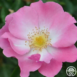 Fashion Statement™ -HEIRLOOM ROSES Sales fashion statement 6