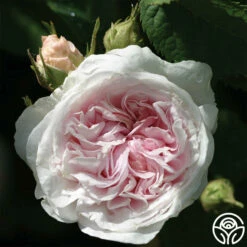 Félicité Parmentier -HEIRLOOM ROSES Sales felicite parmentier 2