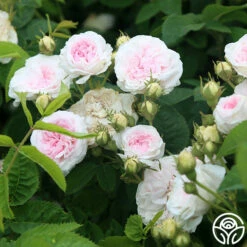 Félicité Parmentier -HEIRLOOM ROSES Sales felicite parmentier 3