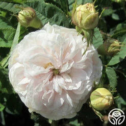 Félicité Parmentier -HEIRLOOM ROSES Sales felicite parmentier 4