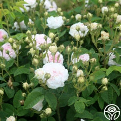 Félicité Parmentier -HEIRLOOM ROSES Sales felicite parmentier 6