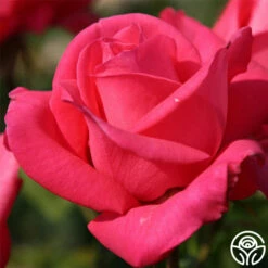 Eleganza® Fiji -HEIRLOOM ROSES Sales fiji 1 9