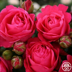 Eleganza® Fiji -HEIRLOOM ROSES Sales fiji 2