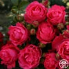 Eleganza® Fiji 1 Eleganza® Fiji -HEIRLOOM ROSES Sales fiji 3