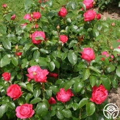 Eleganza® Fiji -HEIRLOOM ROSES Sales fiji 5