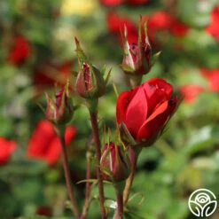 Fire King -HEIRLOOM ROSES Sales fire king 1 1 1