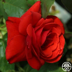 Fire King -HEIRLOOM ROSES Sales fire king 2 1 1