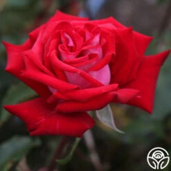 Fire 'N' Ice 11 Fire 'N' Ice -HEIRLOOM ROSES Sales fire n ice 2 1