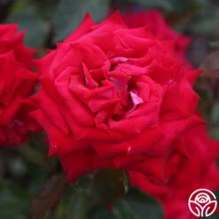 Fire 'N' Ice 9 Fire 'N' Ice -HEIRLOOM ROSES Sales fire n ice 3