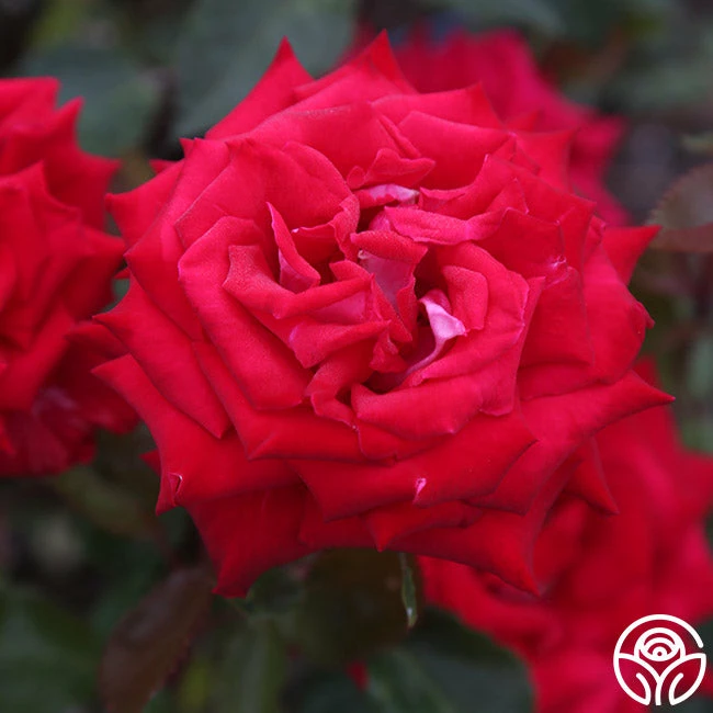 Fire 'N' Ice 4 Fire 'N' Ice - Image 3