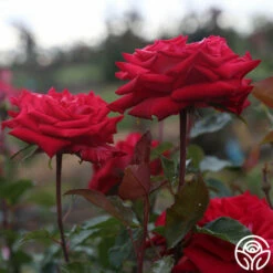 Fire 'N' Ice 12 Fire 'N' Ice -HEIRLOOM ROSES Sales fire n ice 4