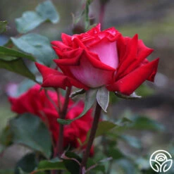 Fire 'N' Ice 10 Fire 'N' Ice -HEIRLOOM ROSES Sales fire n ice 5