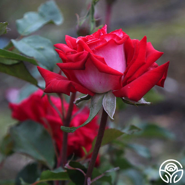 Fire 'N' Ice 5 Fire 'N' Ice - Image 4