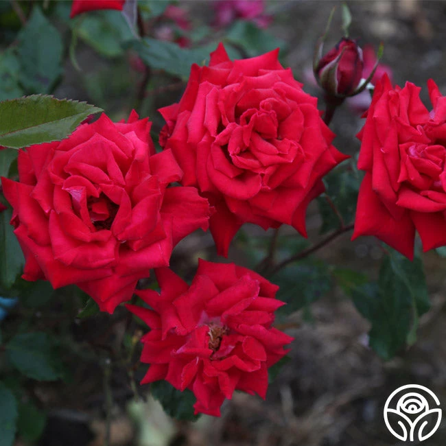 Fire 'N' Ice 3 Fire 'N' Ice - Image 2