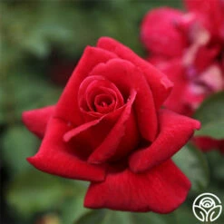 Firefighter® -HEIRLOOM ROSES Sales firefighter 2 3