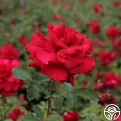 Firefighter® -HEIRLOOM ROSES Sales firefighter 4 8