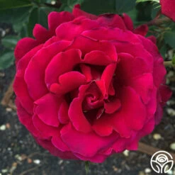 Firefighter® -HEIRLOOM ROSES Sales firefighter 8