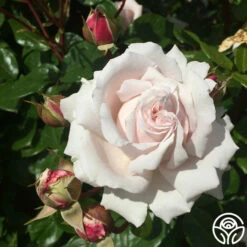 Parfuma® First Crush™ -HEIRLOOM ROSES Sales first crush 2 1