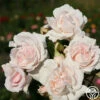 Parfuma® First Crush™ 2 Parfuma® First Crush™ -HEIRLOOM ROSES Sales first crush 3 1