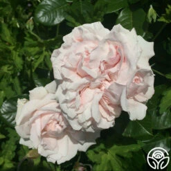 Parfuma® First Crush™ -HEIRLOOM ROSES Sales first crush 4