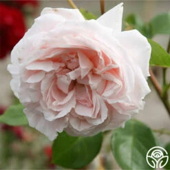 Parfuma® First Crush™ -HEIRLOOM ROSES Sales first crush 6