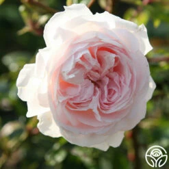 Parfuma® First Crush™ -HEIRLOOM ROSES Sales first crush 9