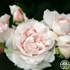 Parfuma® First Crush™ -HEIRLOOM ROSES Sales first crush 4