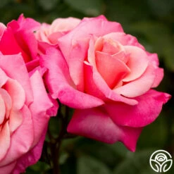 First Prize -HEIRLOOM ROSES Sales first prize 2 8