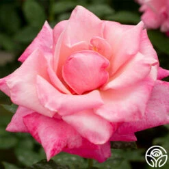 First Prize -HEIRLOOM ROSES Sales first prize 3 8