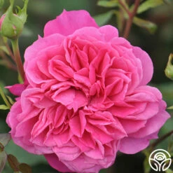 Flamenco Rosita 7 Flamenco Rosita -HEIRLOOM ROSES Sales flamenco rosita 2 1