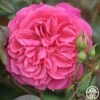 Flamenco Rosita -HEIRLOOM ROSES Sales flamenco rosita 3 7