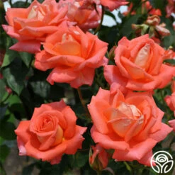 Folklore™ -HEIRLOOM ROSES Sales folklore 2