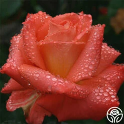 Folklore™ -HEIRLOOM ROSES Sales folklore 3