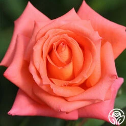 Folklore™ -HEIRLOOM ROSES Sales folklore 4