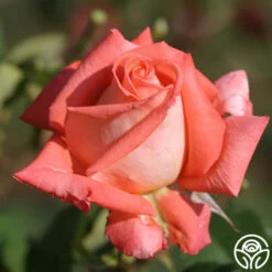 Folklore™ -HEIRLOOM ROSES Sales folklore 5