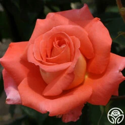 Folklore™ -HEIRLOOM ROSES Sales folklore 9