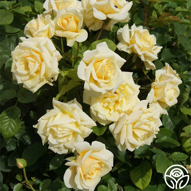 Forever Busy 3 Forever Busy