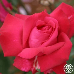 Forgotten Dreams -HEIRLOOM ROSES Sales forgotten dreams 3 8